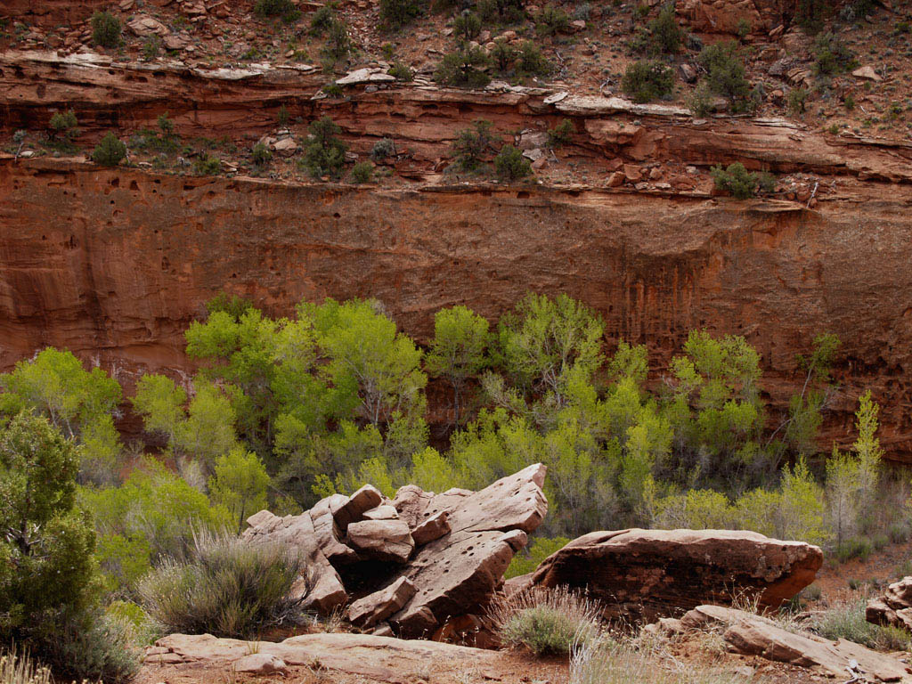 Burr Trail -- Canyon