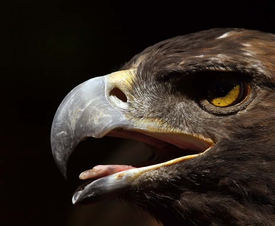 Gold Eagle