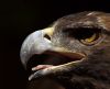 Gold Eagle by Chris Galbraith