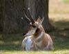 Pronghorn by Chris Galbraith