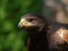 Red wing hawk by Chris Galbraith