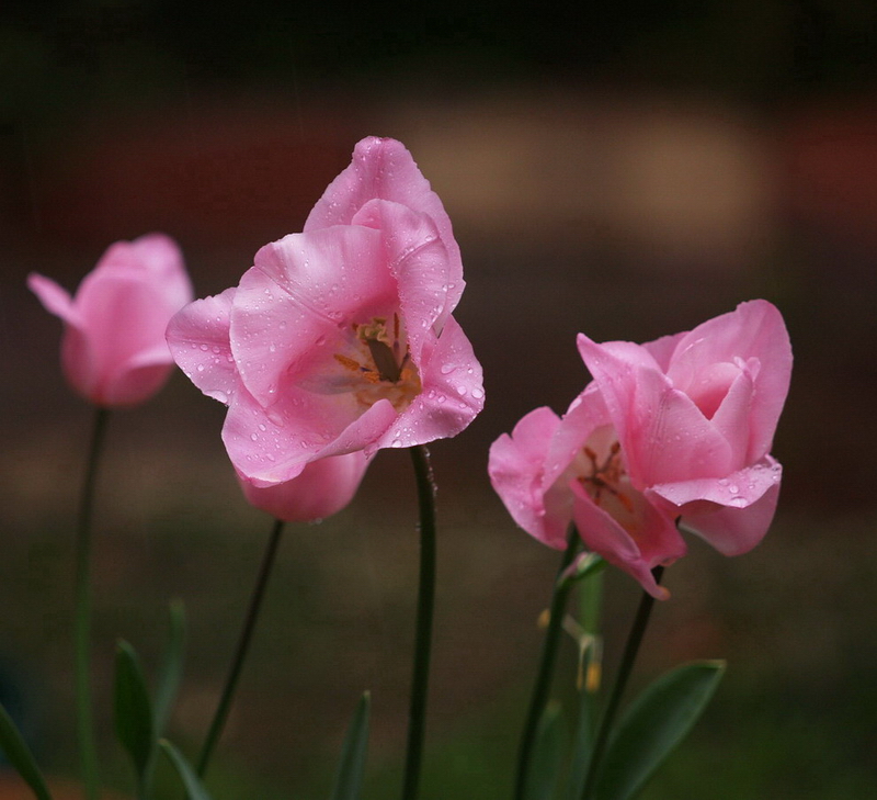 TULIPS 3 RESUBMITTED