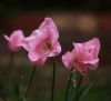 TULIPS 3 RESUBMITTED