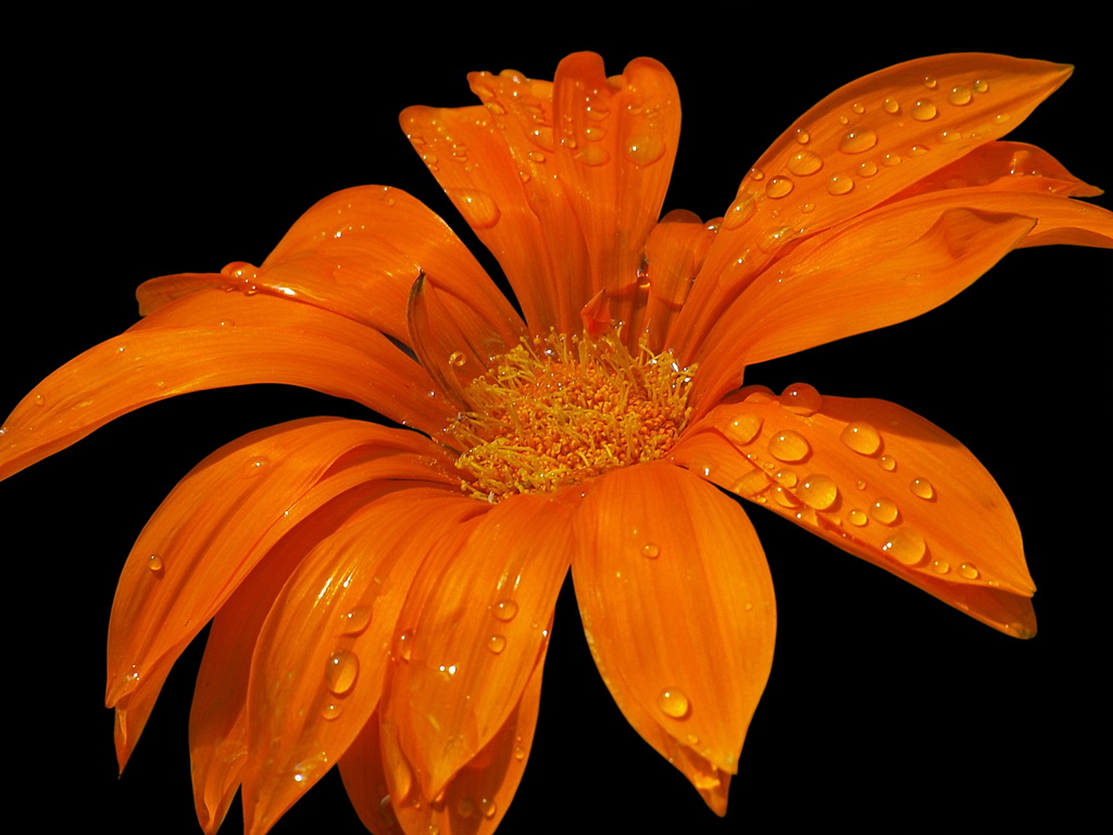 Orange #5