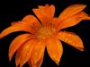 Orange #5