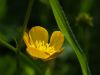 Butter Cup by Lee W