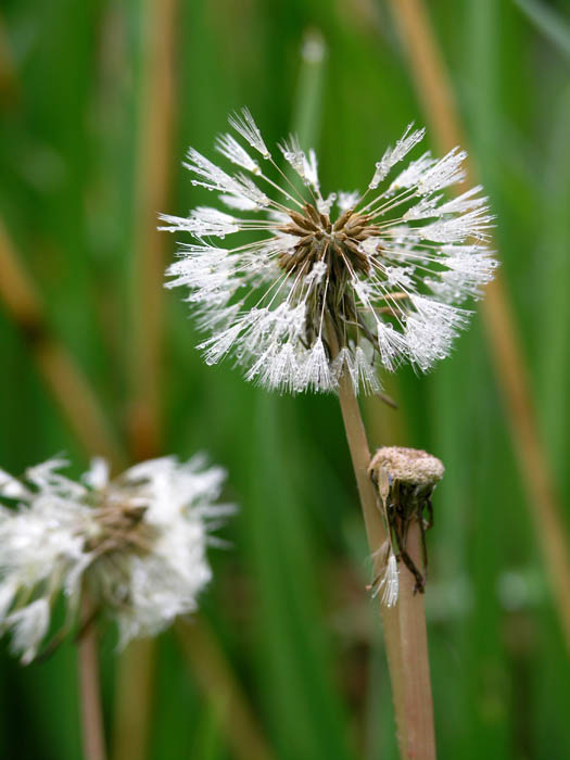 Morning Dew