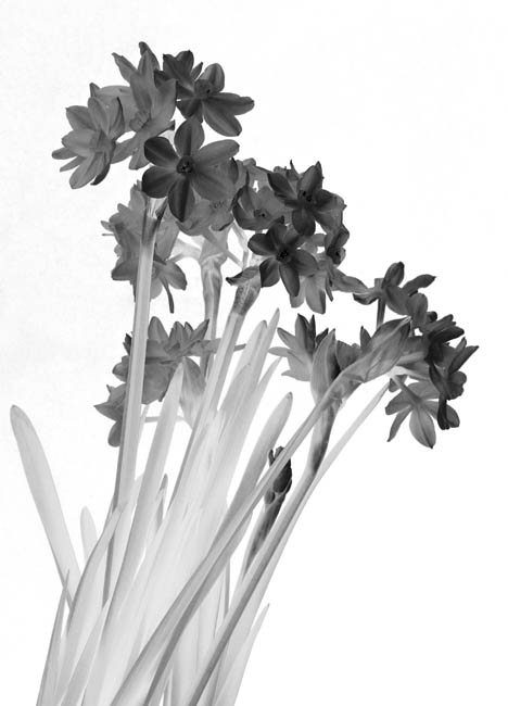 Narcissus