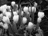 Colorless Expression
