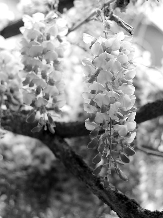 Wisteria (B/W)