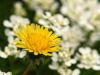 A Yellow Flower under an Old Macro Lens