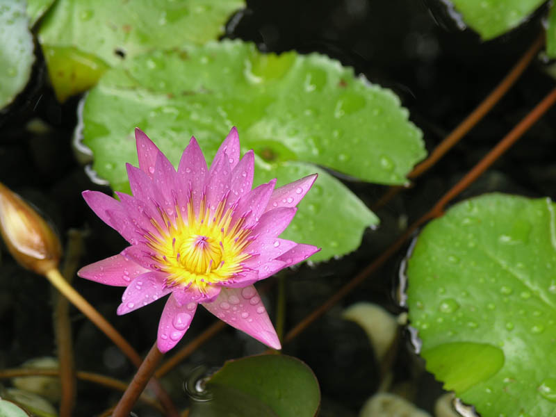 After Rain
