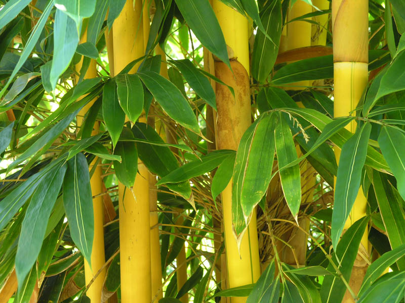 Bamboo