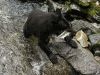 Bear Feast