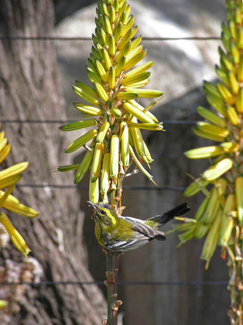 Bird and Flower