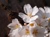 Blossom by Lee W