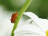 Bugs Life by Lee W
