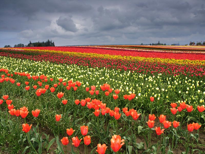 Colorful Carpet