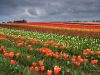 Colorful Carpet