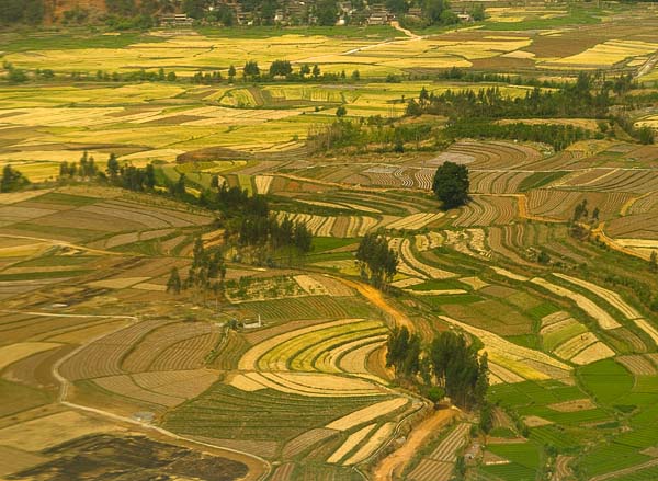 Fields