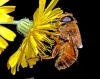 Flower and Bee by Lee W