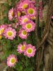 Flowers in the Spring