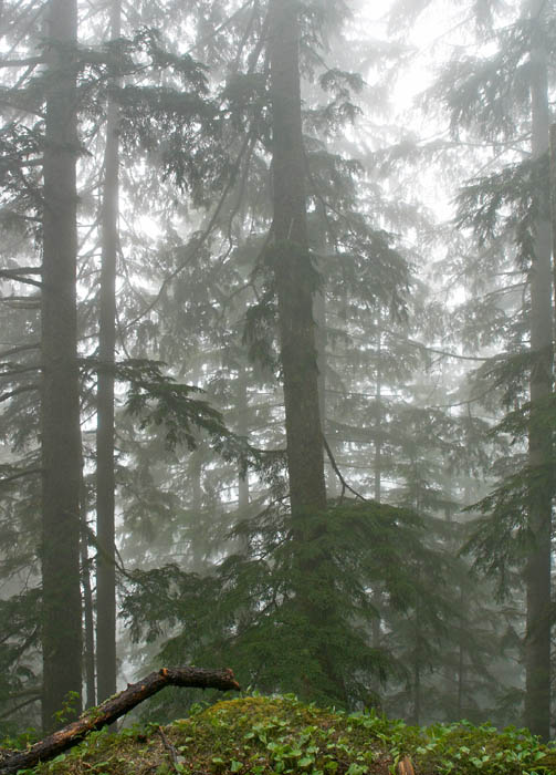 Foggy