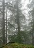 Foggy