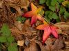 Forest Floor in the Fall by Lee W