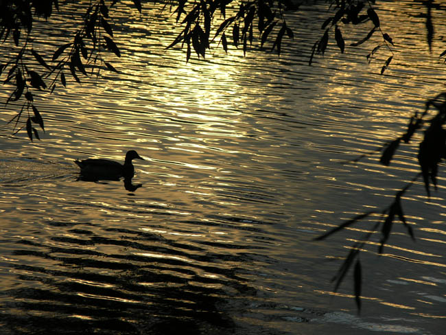 Golden Pond