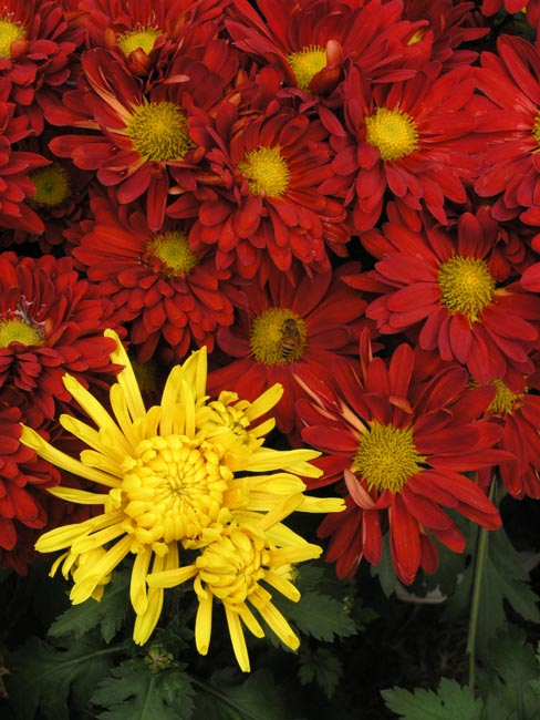 Green, Yellow, Red, and ...