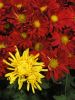 Green, Yellow, Red, and ...