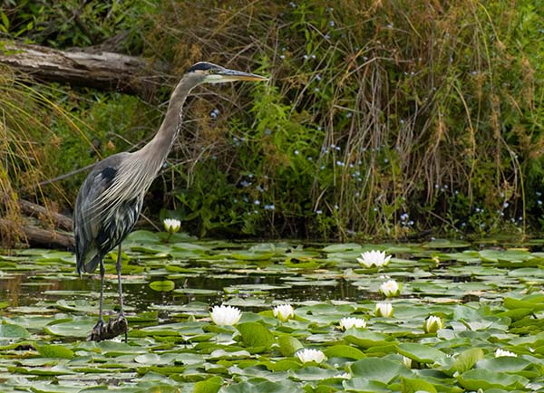 Grey Heron and Water Lilies