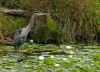 Grey Heron and Water Lilies