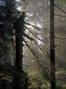 In Forest