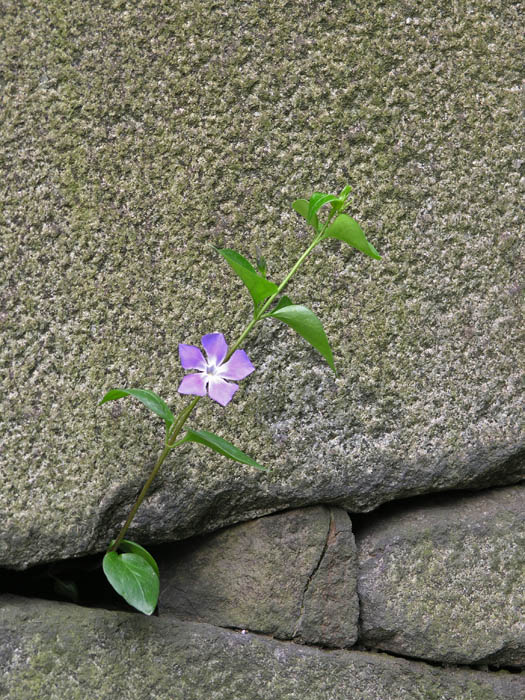 The Desire of Life
