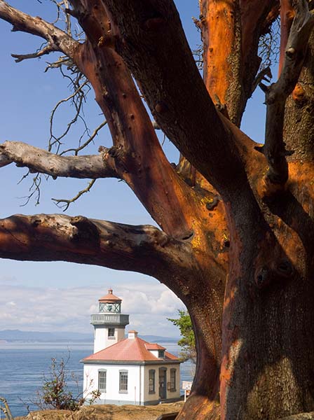 Lighthouse under Madrona