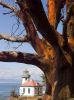 Lighthouse under Madrona