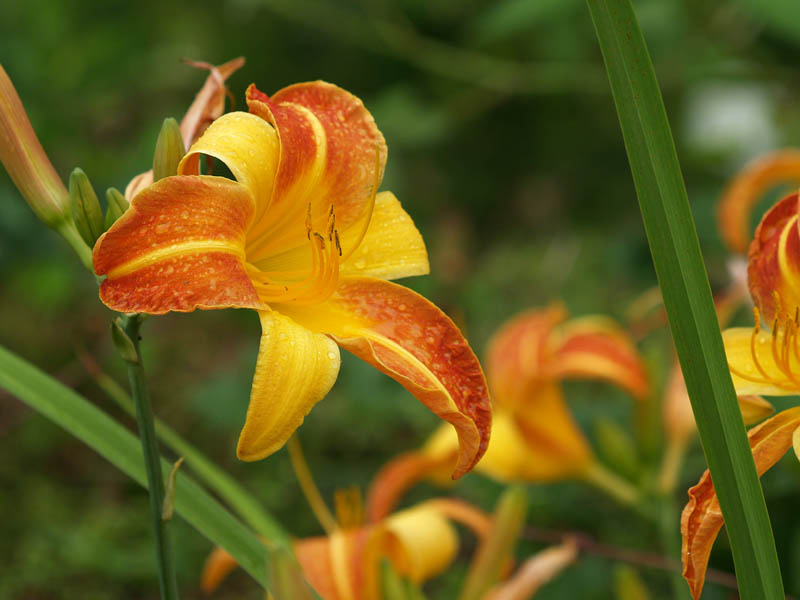 Lily
