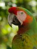 Macaw Portrait by Lee W