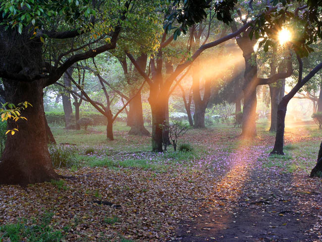 Morning Light
