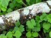 On the Forest Floor