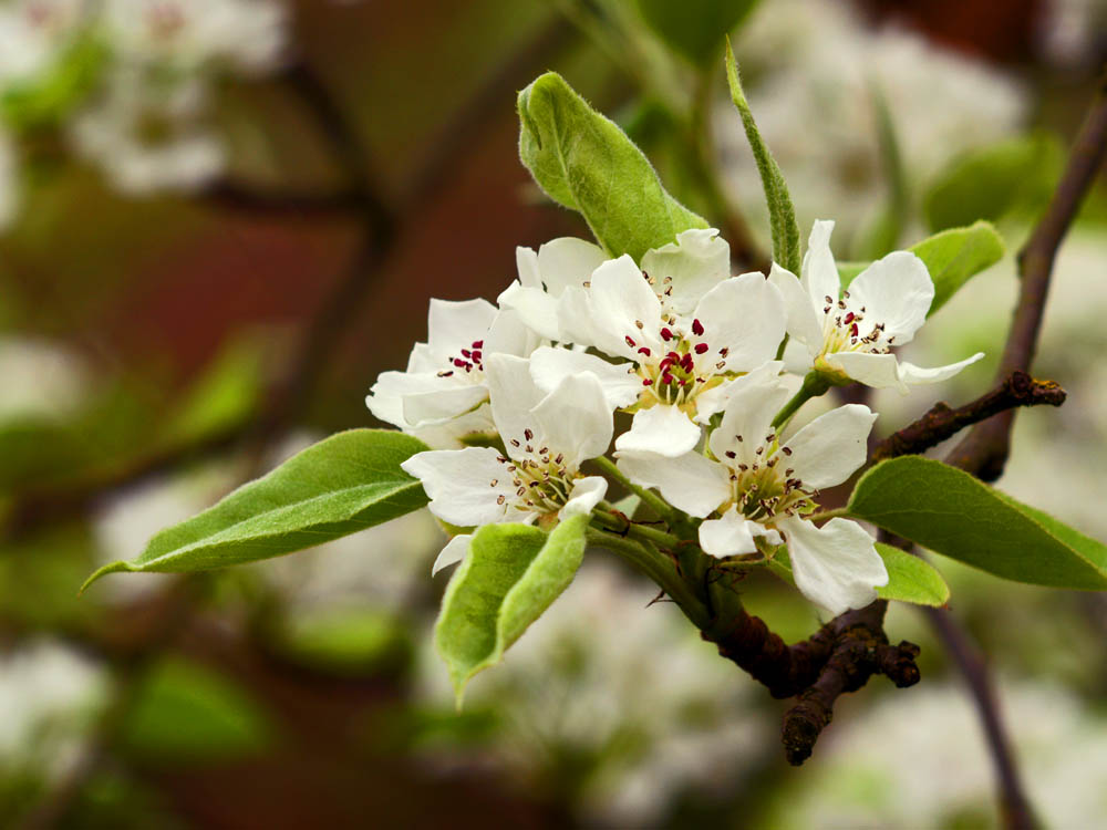 Pear Flowers from an Old Macro Lens
