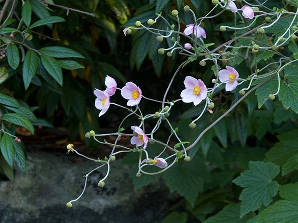 Pink Flowers