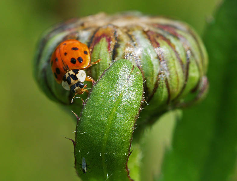 Predator and Prey