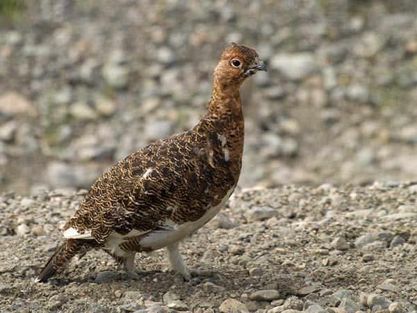 Alaska State Bird