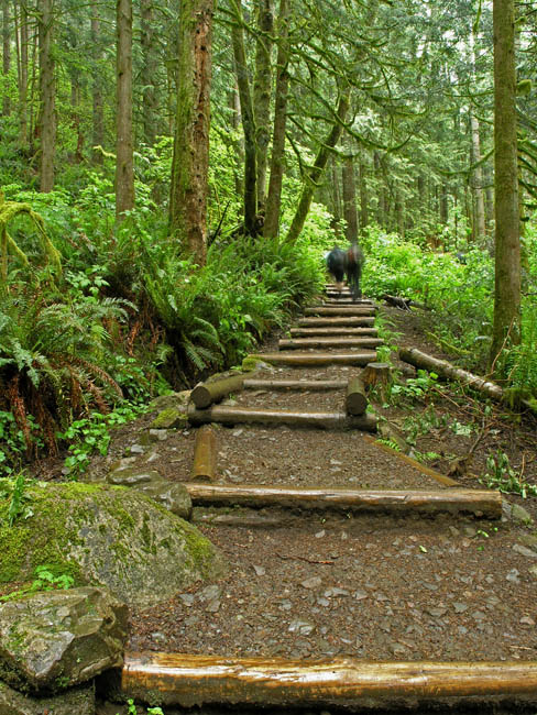 Steps in Forests