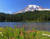Summer Mt. Rainier