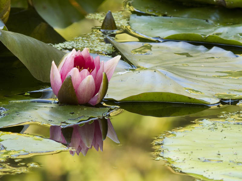 Water Lily