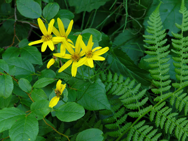 Wild Flowers in Forest